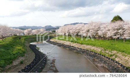 Cloudy cherry blossom trees 76428084