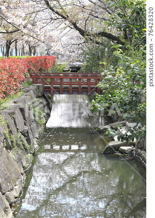 東京都足立區大八田春天的葛西灌溉櫻花大道 76428320