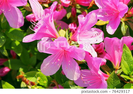 Azalea spring material Azalea spring material 76429317