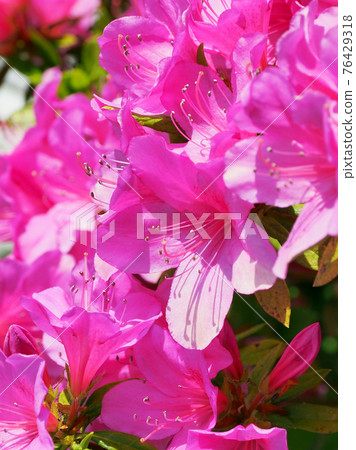 Azalea spring material Azalea spring material 76429318