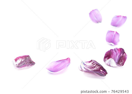 Fresh tulip petal isolated on white background with copy space. Spring flower 76429543