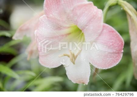 受雨季侵襲的正念寺百合 受雨季侵襲的正念寺百合 76429796