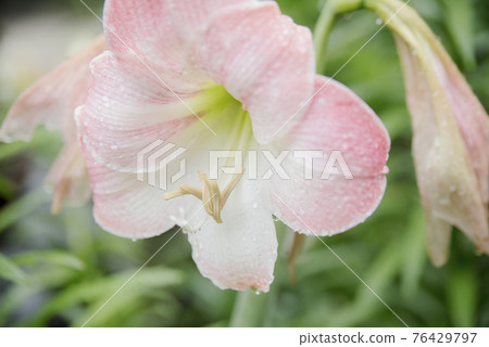受雨季侵襲的正念寺百合 受雨季侵襲的正念寺百合 76429797