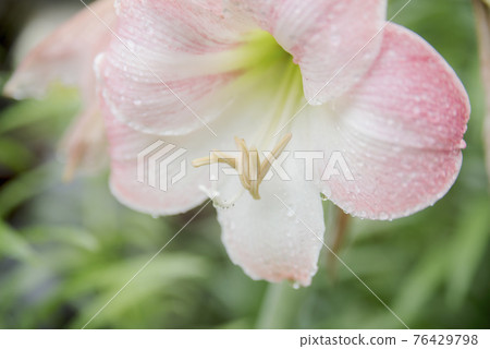 受雨季侵襲的正念寺百合 受雨季侵襲的正念寺百合 76429798