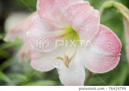 受雨季侵襲的正念寺百合 受雨季侵襲的正念寺百合 76429799