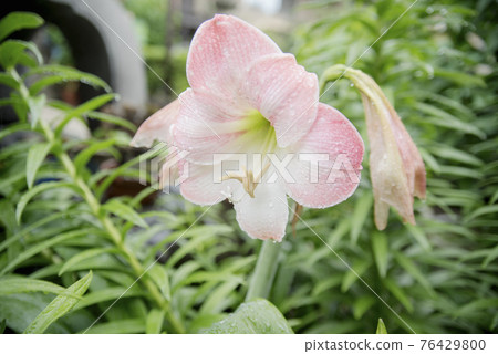 受雨季侵襲的正念寺百合 受雨季侵襲的正念寺百合 76429800