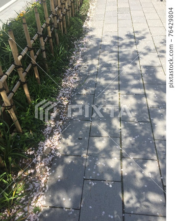 櫻花路 櫻花路 76429804