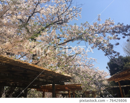 Cherry tree spring full spring Cherry tree spring full spring 76429806