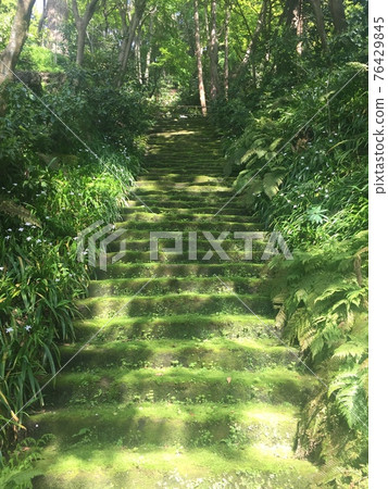 苔蘚階段 76429845