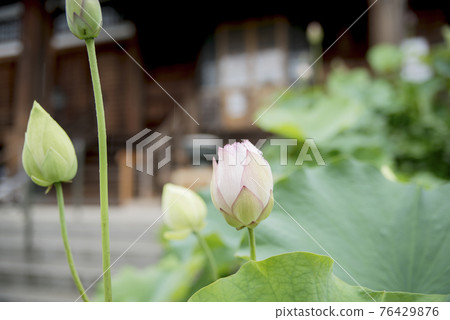 受雨季侵襲的正念寺哈斯 受雨季侵襲的正念寺哈斯 76429876