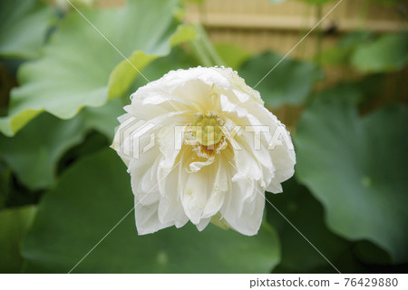受雨季侵襲的正念寺哈斯 76429880