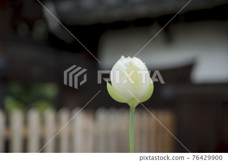 受雨季侵襲的正念寺哈斯 受雨季侵襲的正念寺哈斯 76429900
