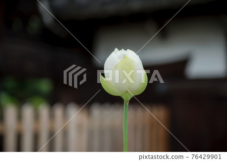 受雨季侵襲的正念寺哈斯 受雨季侵襲的正念寺哈斯 76429901