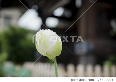 受雨季侵襲的正念寺哈斯 受雨季侵襲的正念寺哈斯 76429903
