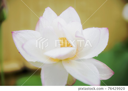 受雨季侵襲的正念寺哈斯 受雨季侵襲的正念寺哈斯 76429920