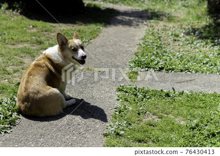 Welsh Corgi Pembroke Welsh Corgi Pembroke 76430413