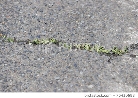 Weeds growing from cracks in the road Weeds growing from cracks in the road 76430698