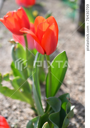 鬱金香紅 76430709