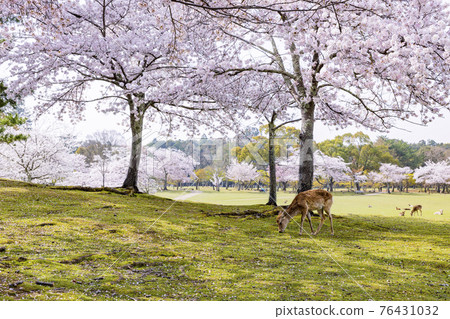 Cherry blossoms and deer in full bloom at Nara Park Cherry blossoms and deer in full bloom at Nara Park 76431032