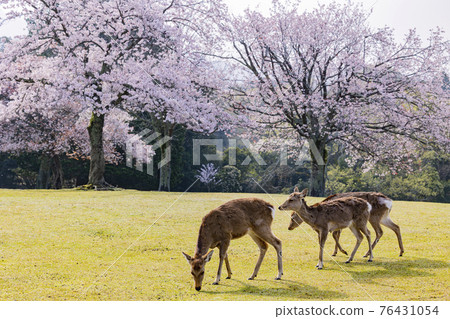 奈良公園的櫻花和鹿盛開 76431054