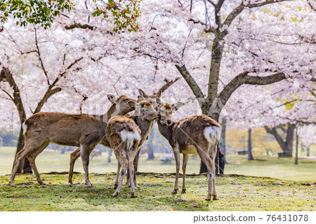 奈良公園的櫻花和鹿盛開 76431078