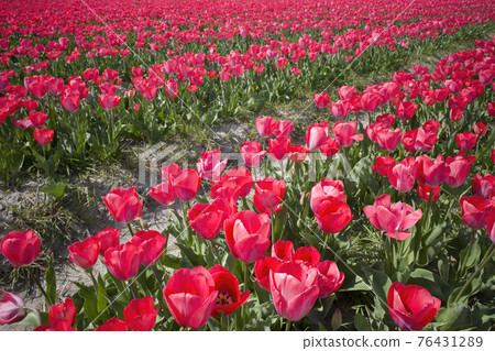 Tulip field (Hakutacho, Yasugi City) 76431289