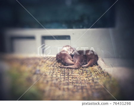 昏昏欲睡的水獺 昏昏欲睡的水獺 76431298
