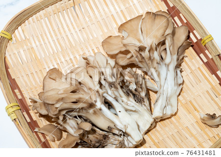 新鮮的蘑菇!舞茸蘑菇 新鮮的蘑菇!舞茸蘑菇 76431481
