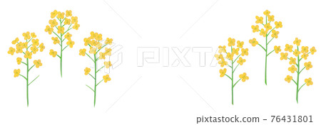 黃色油菜花手繪插畫 76431801