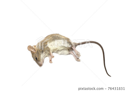 Dead rat (Mouse), Isolated on White Background.Rat are carriers of pathogens, 76431831