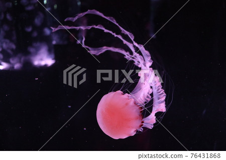 Swimming jellyfish 76431868