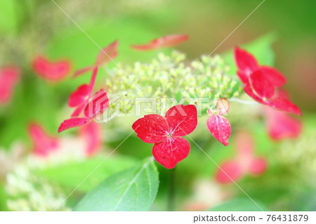 Tahoto 背後的川越大師kitain 繡球花 照片素材 圖片 圖庫