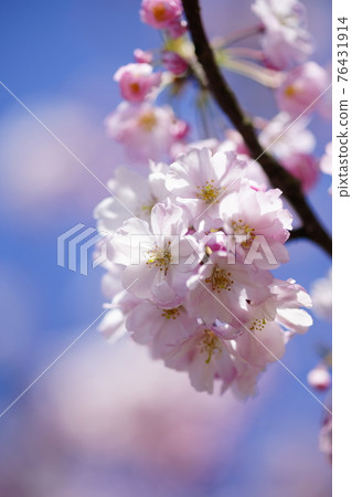 Sakura Shikawa Sakura Sakura Shikawa Sakura 76431914
