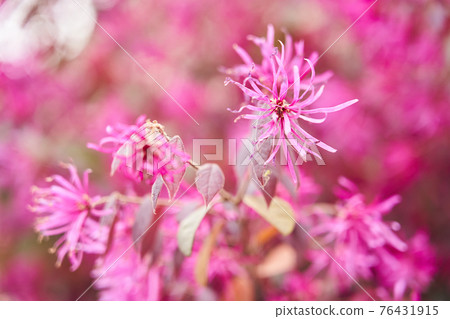 貝尼托kiyamasaku 貝尼托kiyamasaku 76431915