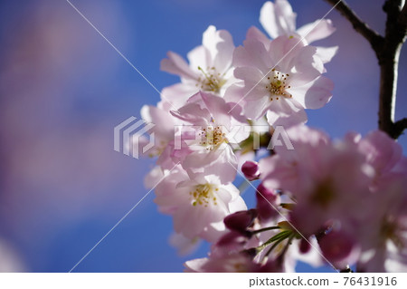 櫻花 石川櫻花 櫻花 石川櫻花 76431916