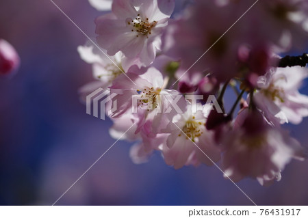 櫻花 石川櫻花 櫻花 石川櫻花 76431917