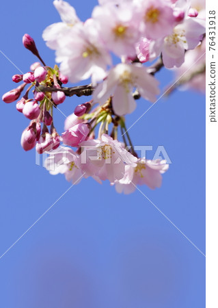 櫻花 石川櫻花 櫻花 石川櫻花 76431918