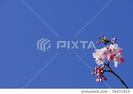 櫻花 石川櫻花 櫻花 石川櫻花 76431919