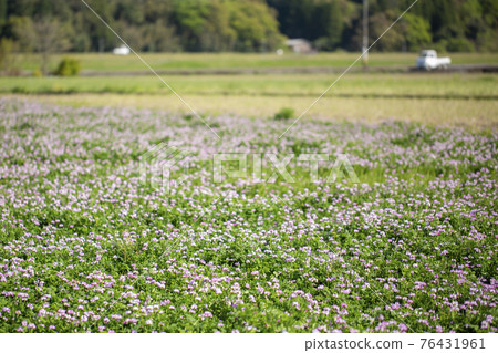 蓮花草 蓮花草 76431961