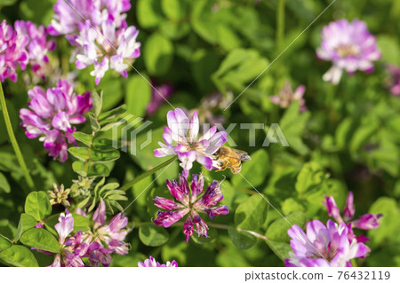 Lotus grass and bee Lotus grass and bee 76432119