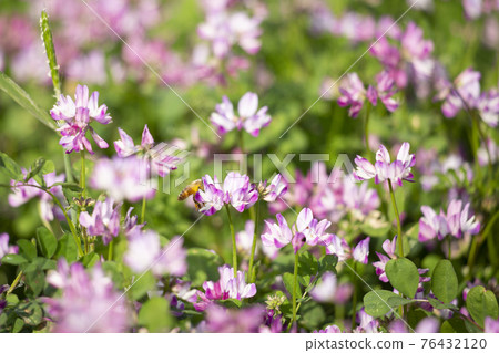 蓮花草和蜜蜂 蓮花草和蜜蜂 76432120
