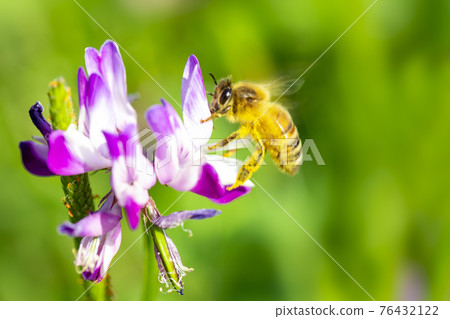 Lotus grass and bee Lotus grass and bee 76432122