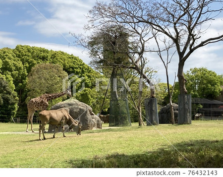 田園詩般的動物園 76432143