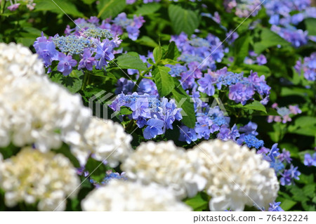埼玉縣川越市川越八幡宮的繡球花 照片素材 圖片 圖庫