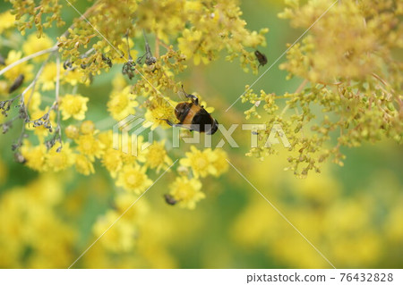 Ohanaab sucking the nectar of Awakoganegiku 76432828