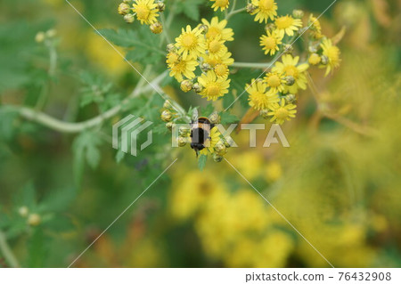 Cetoniinae sucking the nectar of Awakoganegiku 76432908