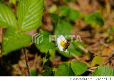 Blooming wild strawberry in the spring in the forest. Blooming wild strawberry in the spring in the forest. 76433121