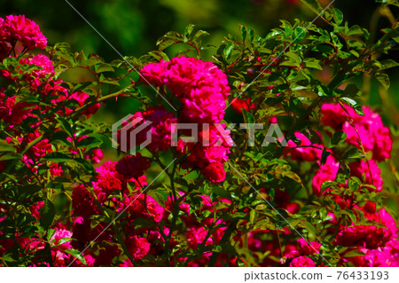 View of a beautiful red rose blooming in the garden. 76433193