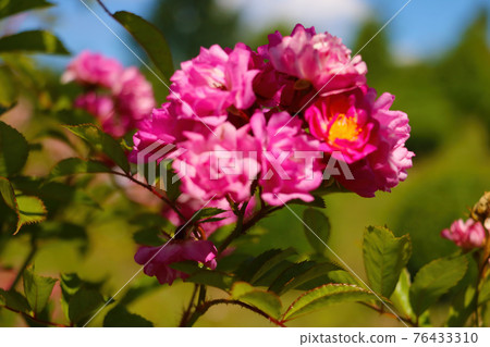 Fragrant blooming roses on a sunny day. 76433310