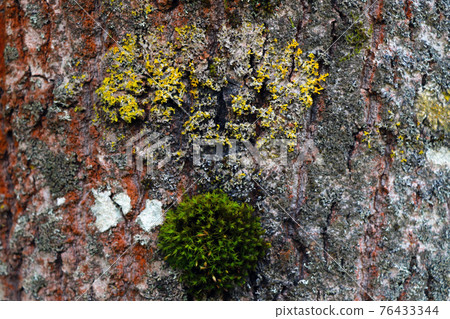 Moss grows on the trunk of an old tree, background. Moss grows on the trunk of an old tree, background. 76433344